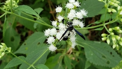 Zethus spinipes spinipes