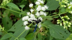 Zethus spinipes spinipes