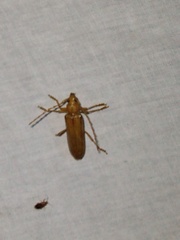 Atylostagma politum