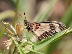 Acraea cabira
