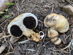 Agaricus inapertus