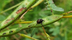 Chalcodermus collaris