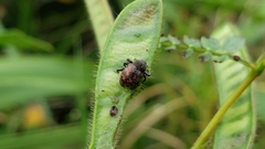 Chalcodermus collaris