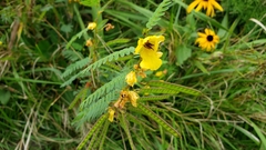 Chalcodermus collaris