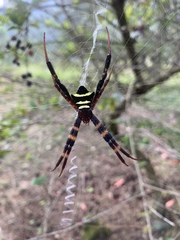 Argiope reinwardti