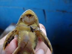 Hypostomus hemicochliodon