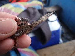 Hypostomus hemicochliodon