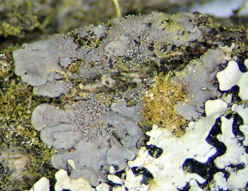 Salted Shell Lichen