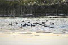 Branta canadensis