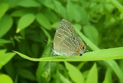 Satyrium liparops