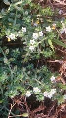 Heliotropium formosanum