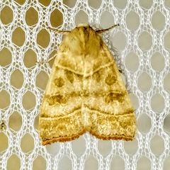 Ipimorpha viridipallida