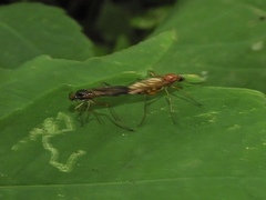 Xylophagidae