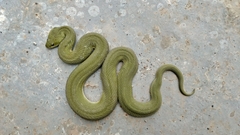 Green Keelback photo 4
