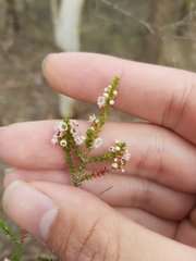 Micromyrtus