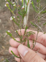 Micromyrtus