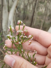 Micromyrtus