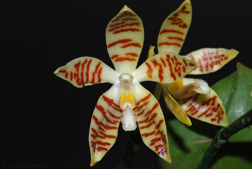 Sumatrana Orchid
