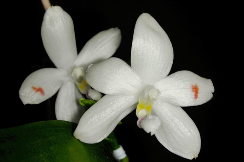 Phalaenopsis tetraspis