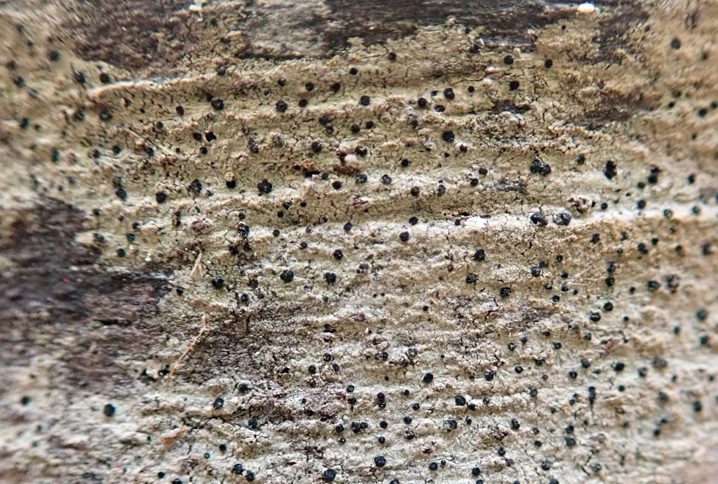 Megalaria maculosa