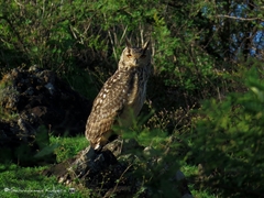 Bubo bengalensis