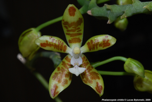 Viridis Orchid
