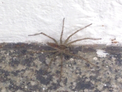 Arachnida
