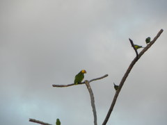 Alipiopsitta xanthops