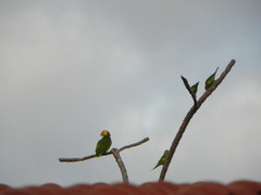 Alipiopsitta xanthops