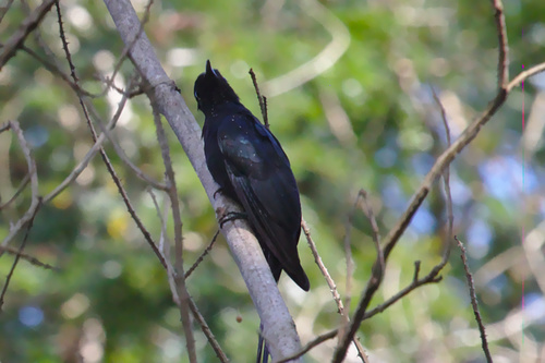 Surniculus dicruroides