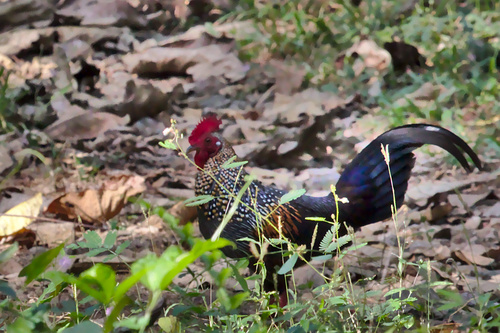 Gallus sonneratii