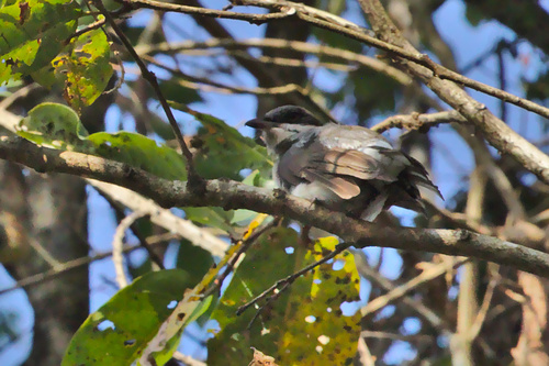 Tephrodornis pondicerianus