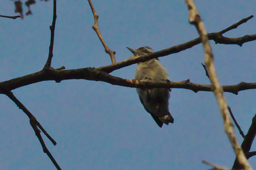 Yungipicus nanus