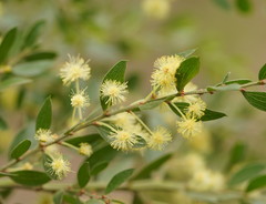 Acacia howittii