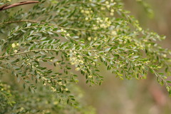 Acacia howittii