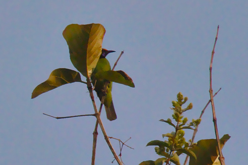 Chloropsis aurifrons