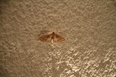 Diaphania fumosalis
