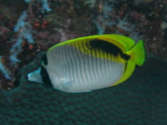 Chaetodon oxycephalus