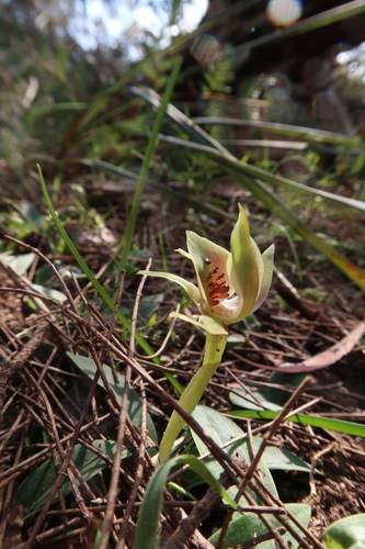 Image of Chiloglottis triceratops by no rights reserved