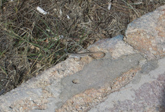 Leiocephalus raviceps