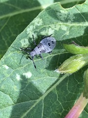 Catorhintha apicalis