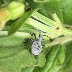 Catorhintha apicalis