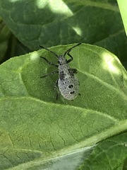 Catorhintha apicalis