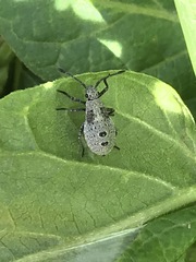 Catorhintha apicalis