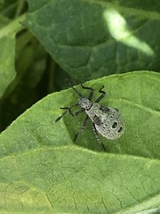 Catorhintha apicalis