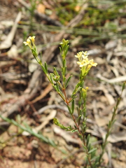 Pimelea linifolia collina