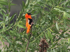 Euplectes franciscanus