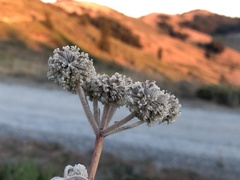 Angelica capitellata