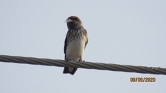 Petrochelidon fluvicola
