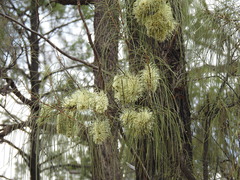 Hakea lorea lorea